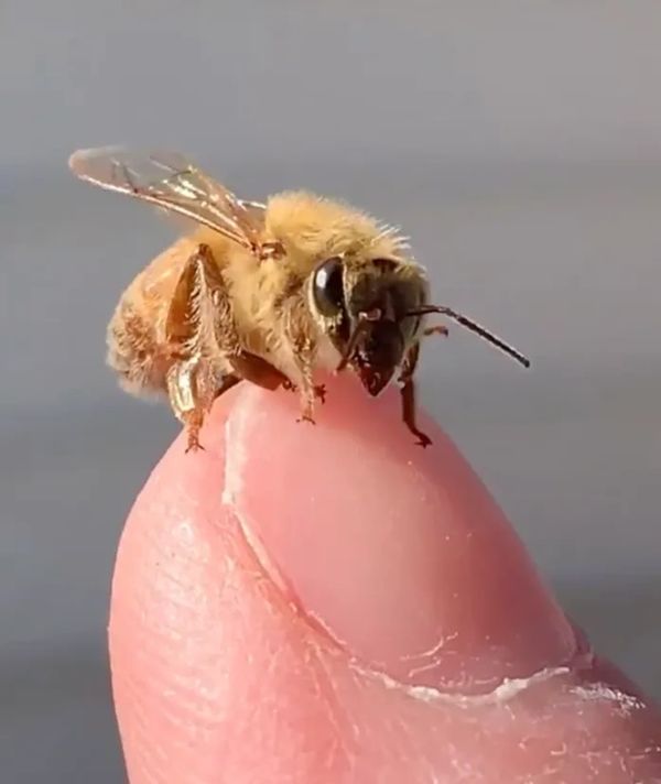 One of our honeybees