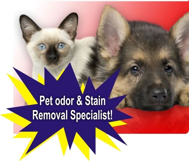 Gilbert pet odor and stain removal carpet cleaning