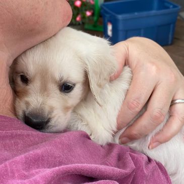 A woman tenderly holds a small puppy close to her neck.