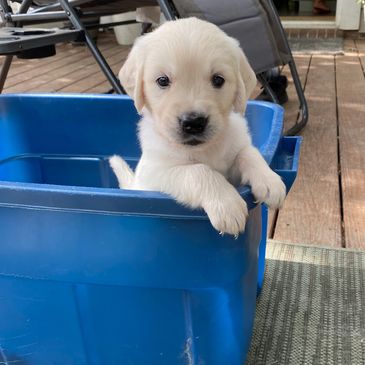 Adorable white puppy sitting inside a blue plastic container on a porch.