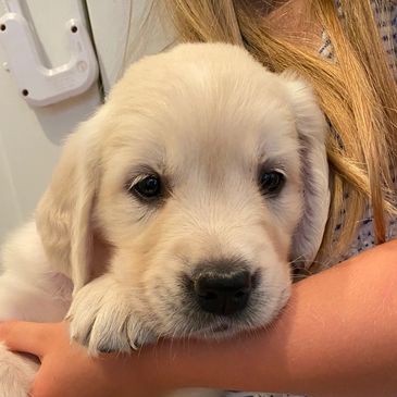 A young golden retriever puppy being hugged gently.