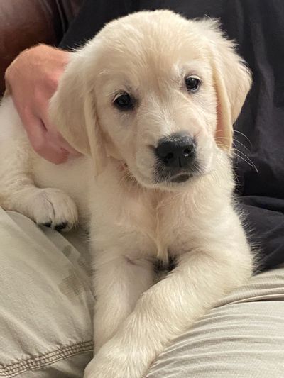 Adorable golden retriever puppy resting on a person's lap.