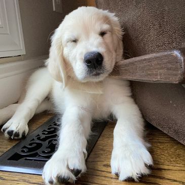 Golden retriever puppy sleeping with head resting on furniture.