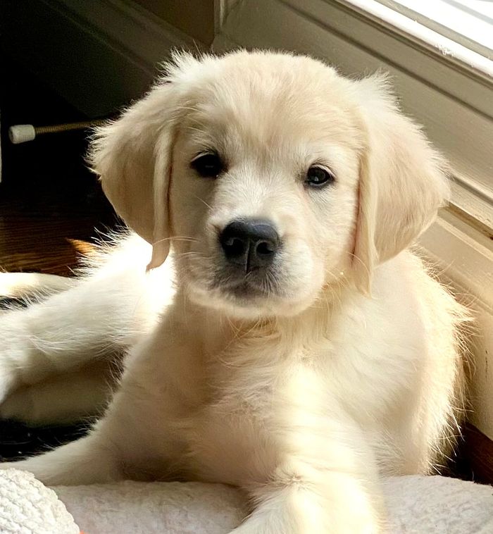 Golden retriever puppy lying on a cozy bed with a stuffed toy.