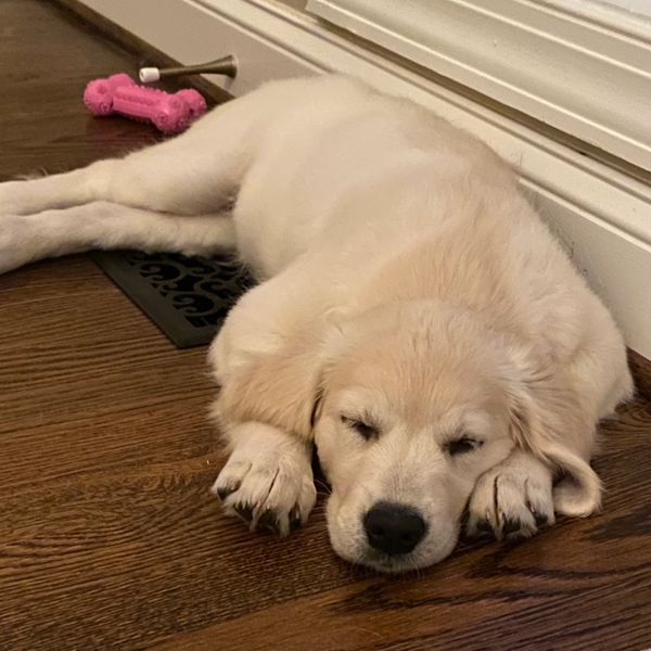 Golden retriever puppy sleeping on wooden floor near toys.