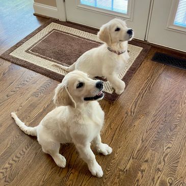 Two adorable golden retriever puppies sitting on a wooden floor near a door.