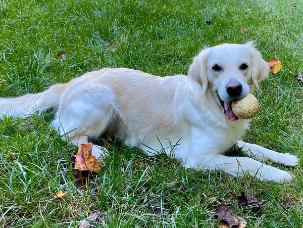 Reputable Golden Retriever Breeder in Charlotte, NC