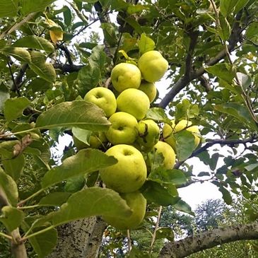 Fresh fruits plucked from the orchards and packed for your tables from Estate of Wilderness