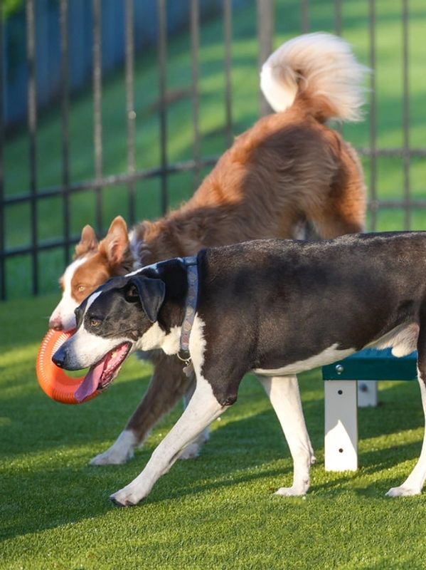 Two dogs playing with a frisbee in a fenced grassy area with a red fire hydrant.