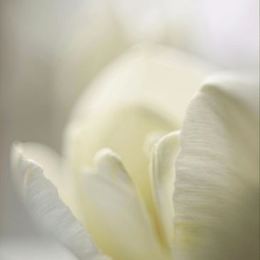 Soft close-up of delicate white flower petals.