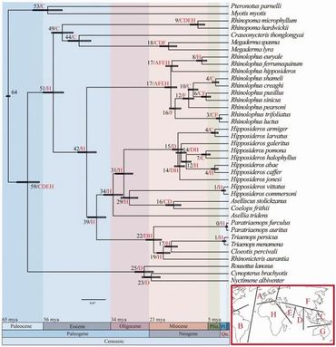 Molecular Evolution Virus Root time scale MCMCTREE analysis  >64–65 Ma. 95% confidence blue band 