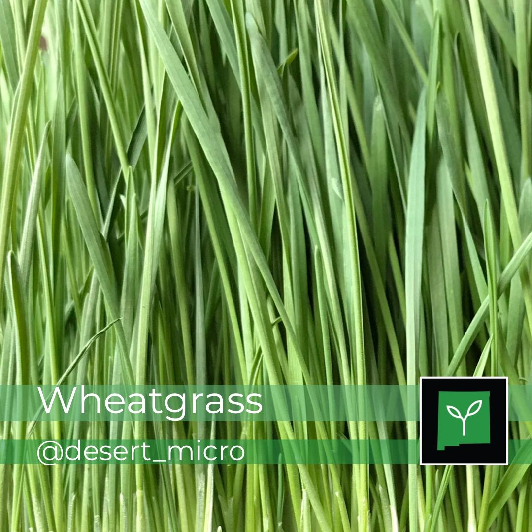 Wheatgrass (PreOrder Two Flats Min)