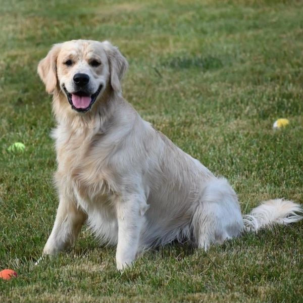 English Cream Golden Retriever 