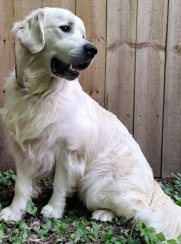 Gorgeous Golden Retriever 