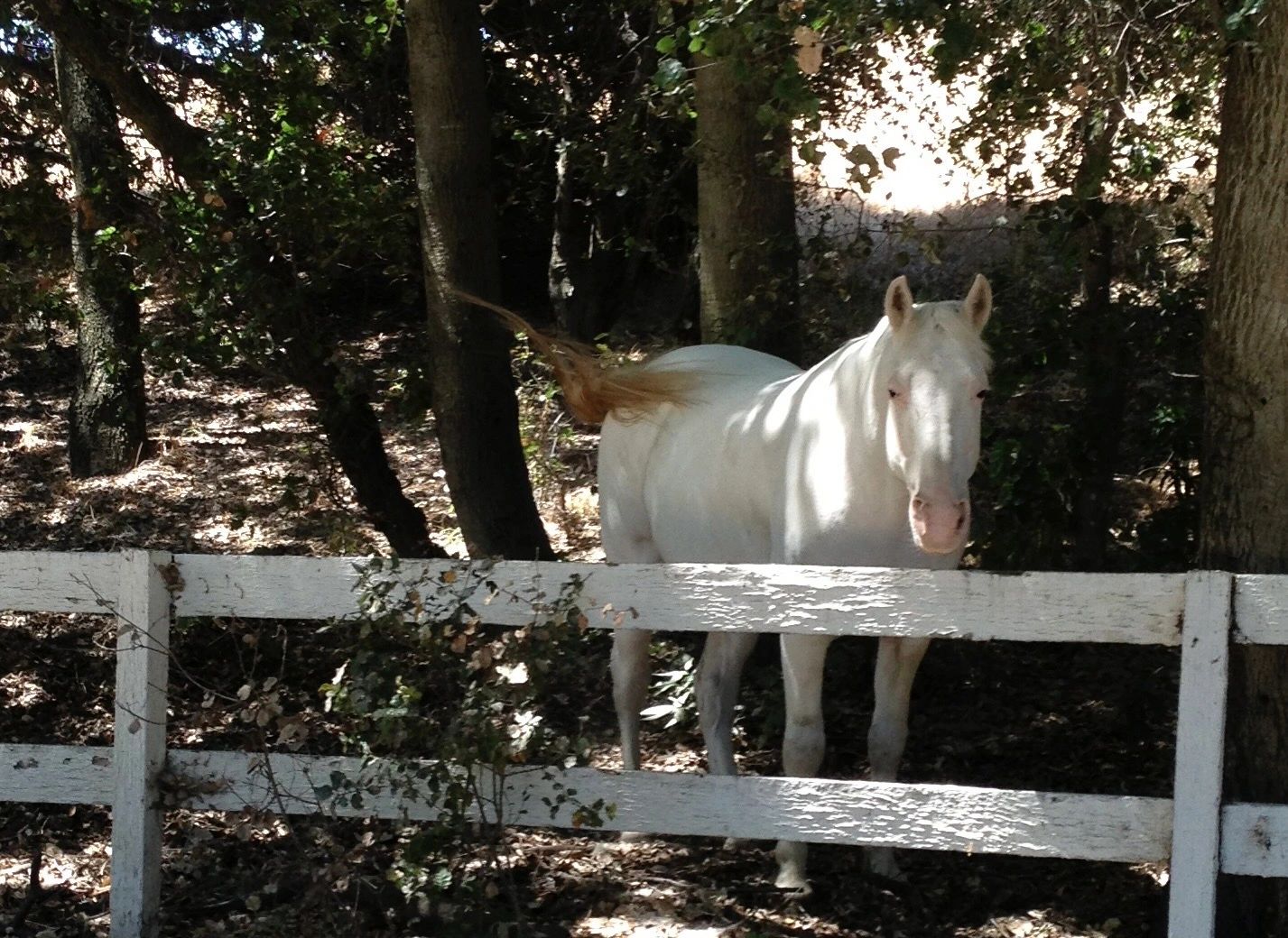 Amadon Hills Thoroughbred Foundation