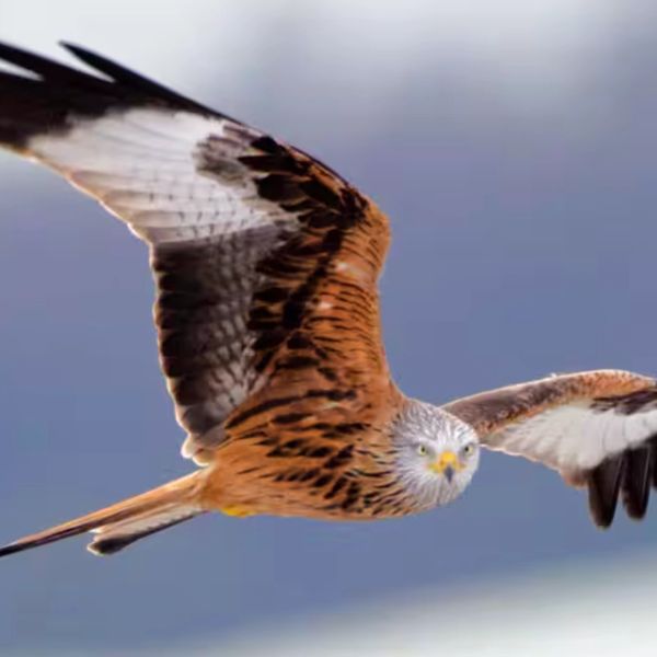 A bird of prey in flight with wings spread.