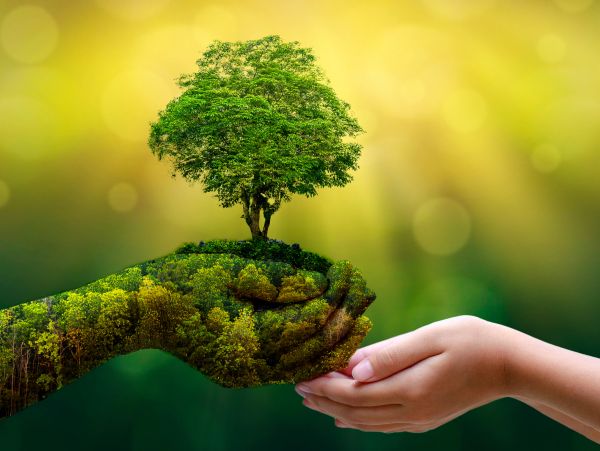 A human hand and a nature hand holding a tree together.