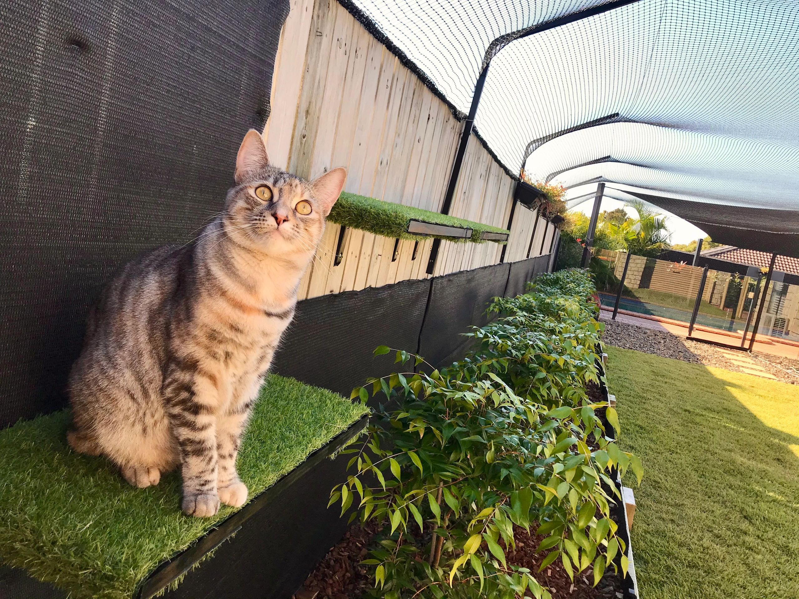 Kitty Cat Enclosures - Cat Enclosures, Cat Netting, Outdoor Cat House