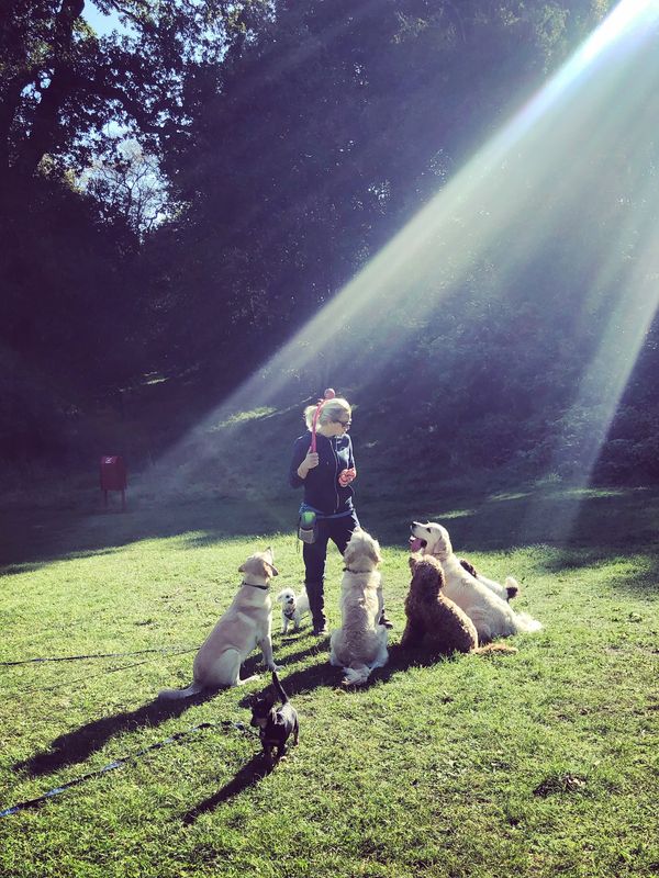 Top Dog Training School & Home Boarding Dog Training