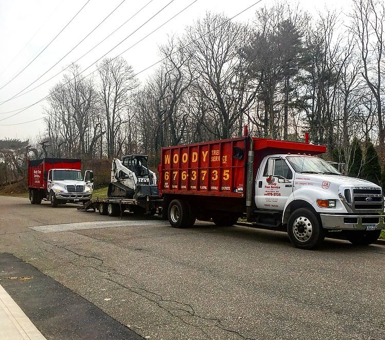Woody Tree Service