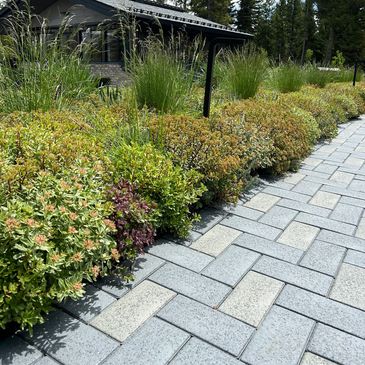 Neatly trimmed bushes alongside a stone pathway in a garden.