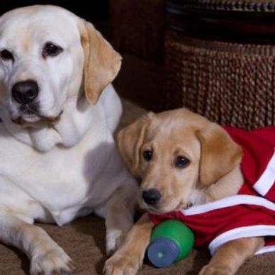 Two golden retrievers 