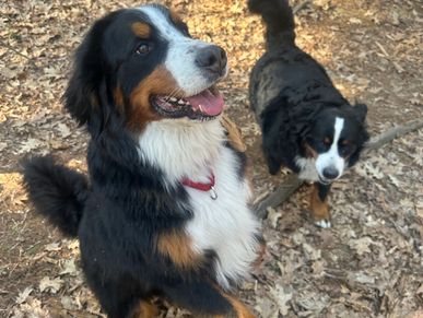 Two Bernese mountain dogs