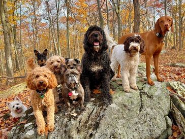 Picture of our pack during a combined hike! Smiles and warm wags 🐾