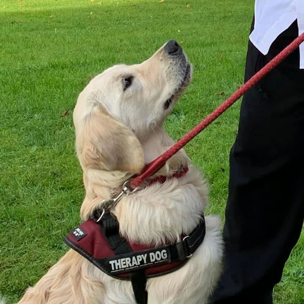 Baxter the Therapy Dog