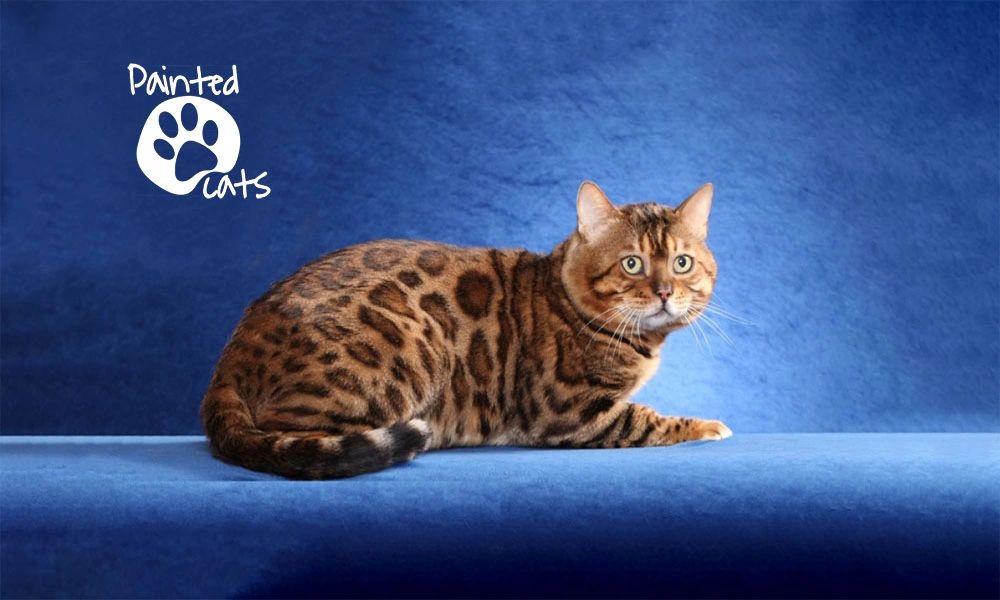 A male Bengal cat. GRC Gogees Blackbeard paintedcats Painted cats
