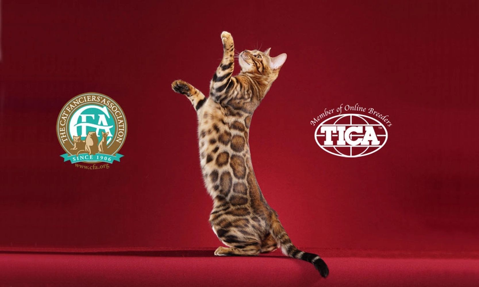 A Bengal cat standing and reaching. Paintedcats Red Star standing