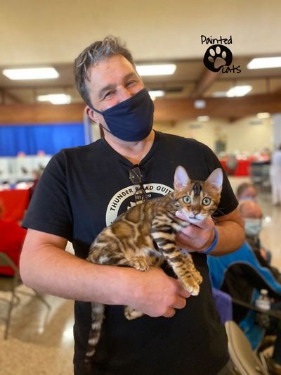 Painted Cats Bengals Show News Paintedcats