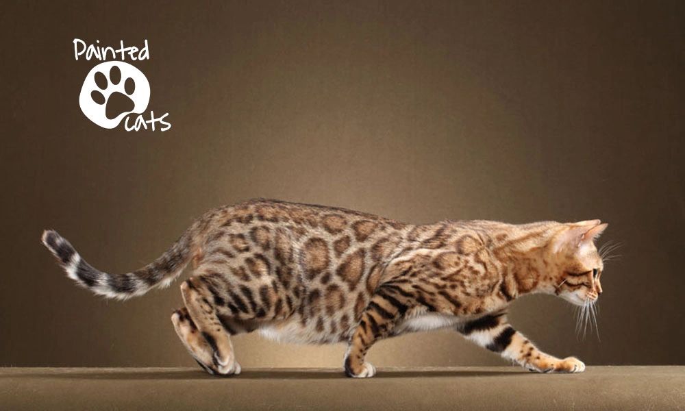 Walking rosetted spotted female bengal cat. Paintedcats Vanity Fair Painted cats
