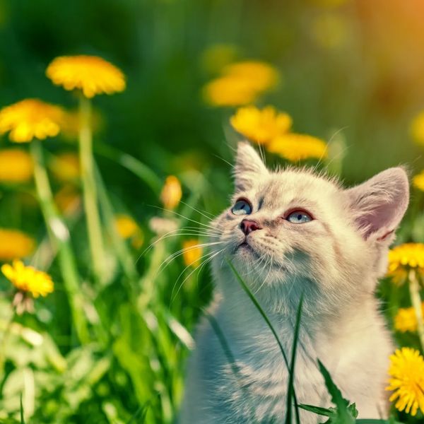 A white kitten with blue eyes sits among yellow flowers in a sunny field.