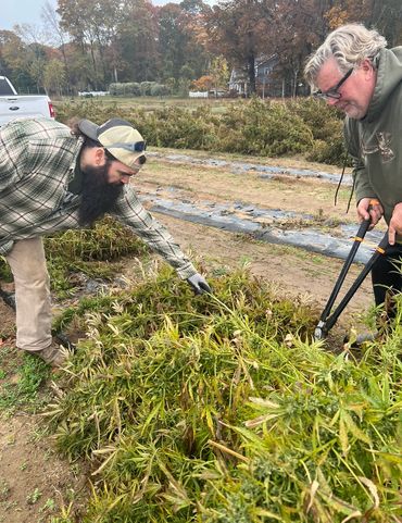 Outdoor Harvest