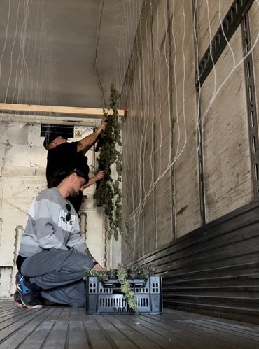 Climate Controlled Trailer For Drying , NY Canna Farms , Pirate Farms NY Cannabis