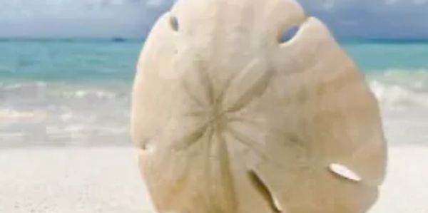 A Sand Dollar