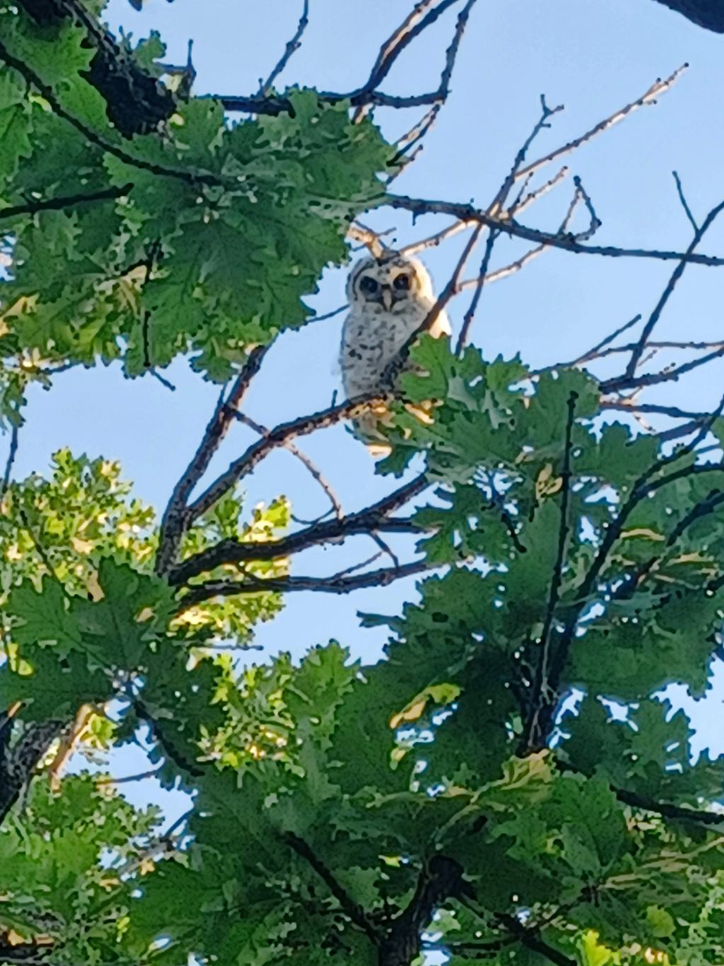 white owl in tree from our family camping trip