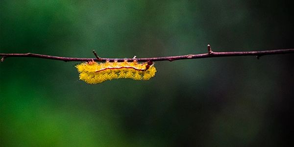 A yellow fuzzy caterpillar clings to a thin branch against a blurred green background.