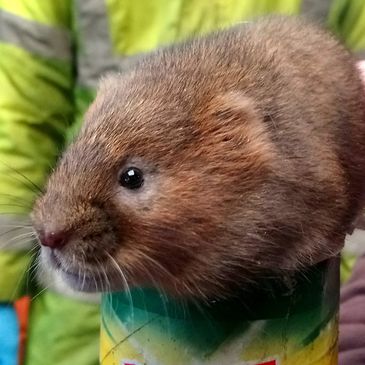 Water Vole, Otter, Beaver, surveys, water vole surveys, Otter surveys, Beaver surveys 