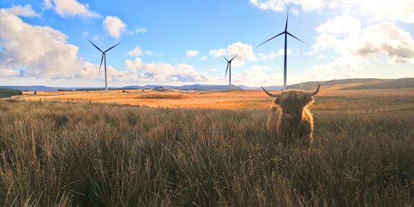 Wind power development, with upland rased bog management using traditional cattle breeds 