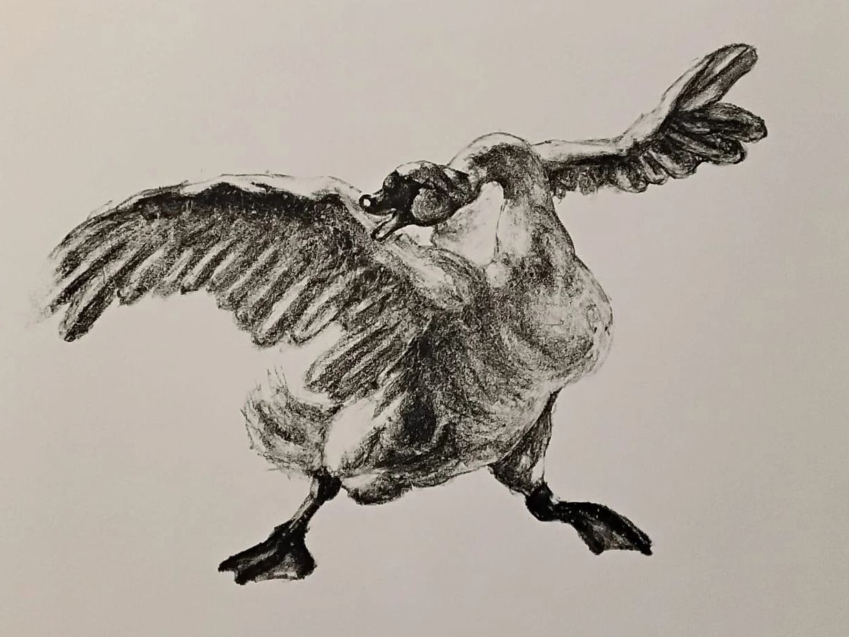 Charcoal drawing of a goose flapping its wings.