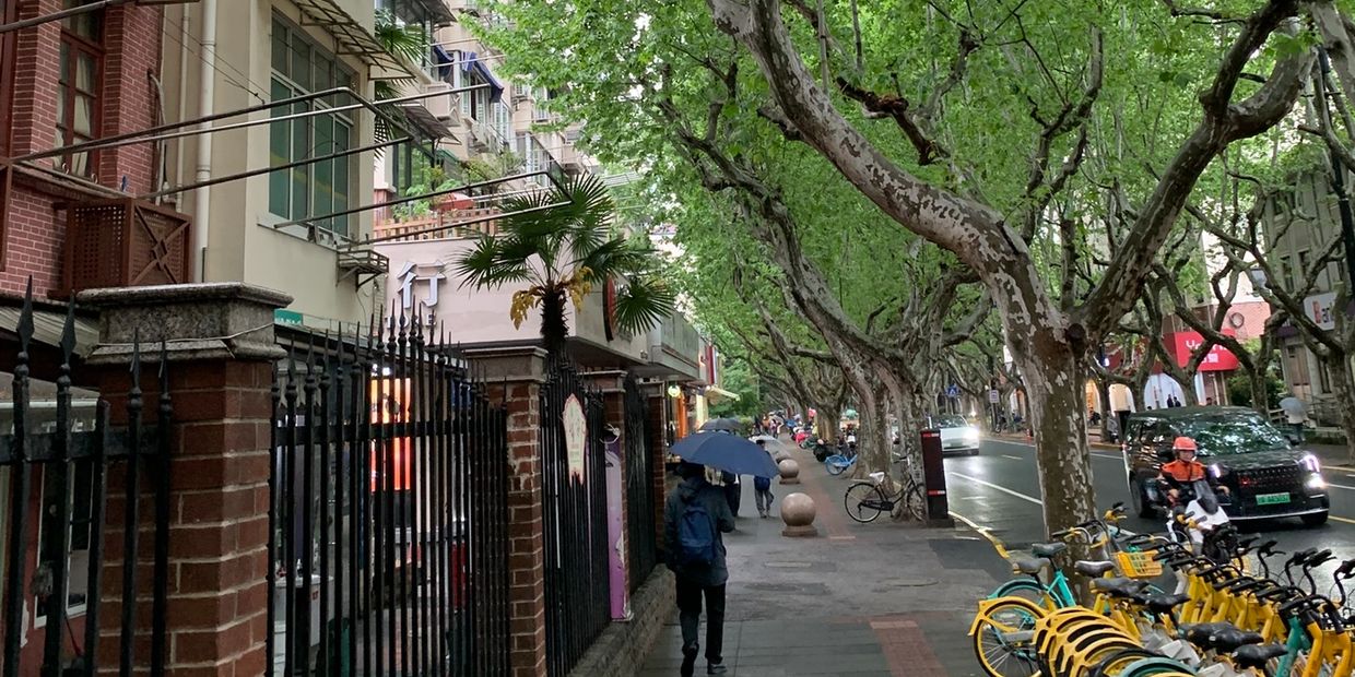 Person walking with umbrella on a tree-lined urban street with parked bikes.