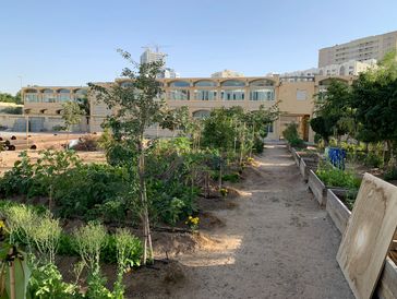 Urban garden with plants and trees in raised beds under clear sky.