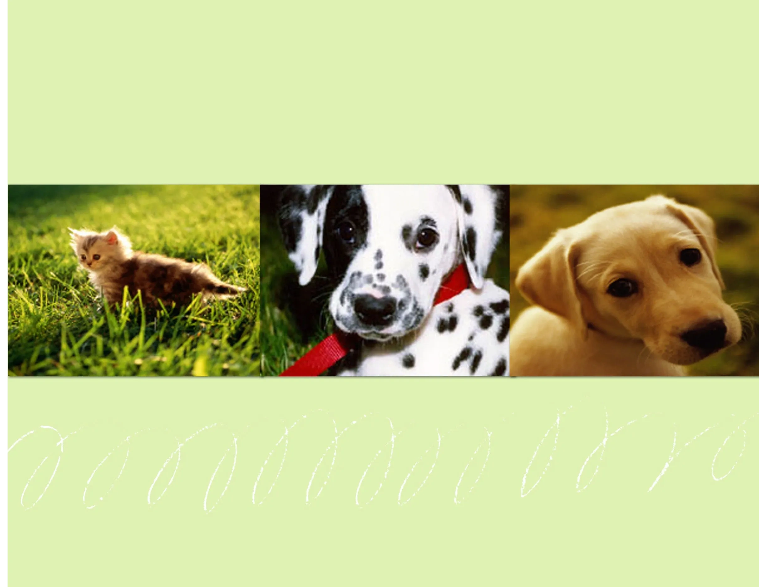 Adoptable Pets