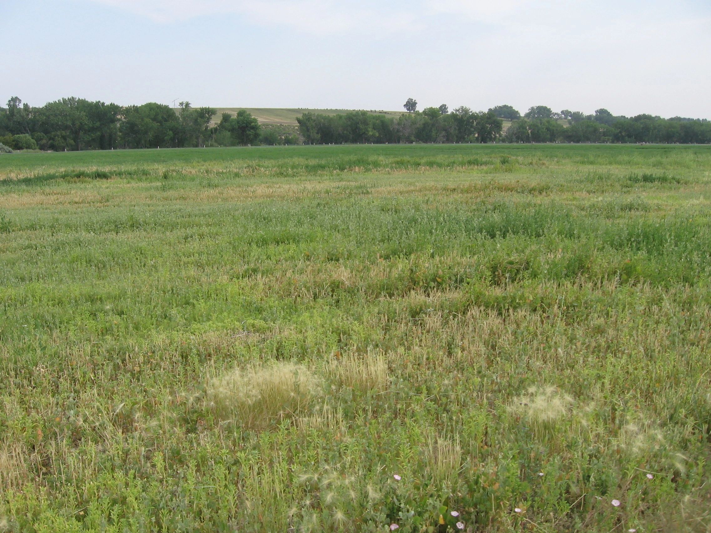 Upper photo, high sodium at over 7,000 pounds per acre.  Lower photo improved conditions after treat