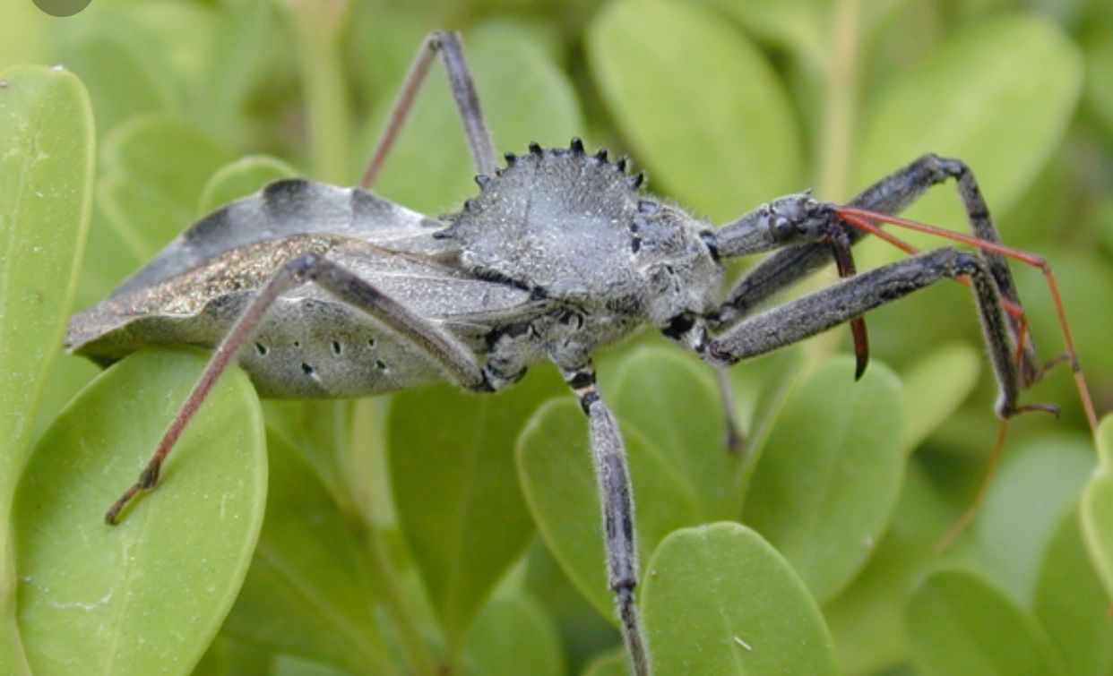 Castling bug. Клоп-хищнец Arilus cristatus. Колёсный Жук насекомое. Assassin Bug. Насекомые Санкт-Петербурга.