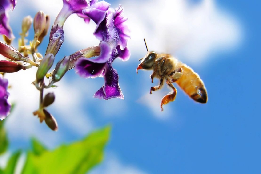 TIPS BY NICK Planting a Pollinator Garden