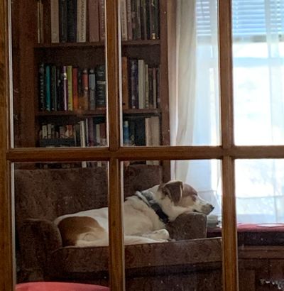 A dog sleeping on the couch 