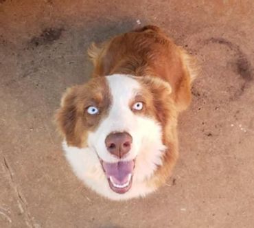 Penny:
Standard Australian Shepherd